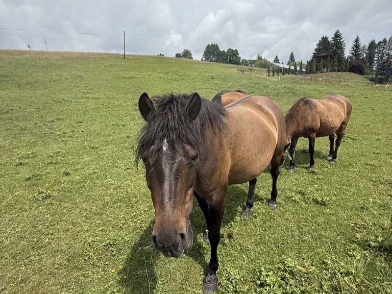 Konie na pastwisku w Wincentówce - własne zoo agroturystyka Bieszczady