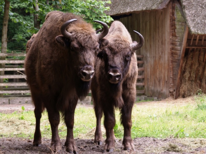 Żubry w Bieszczadach - dzikie zwierzęta Bieszczadzkiego Parku Narodowego